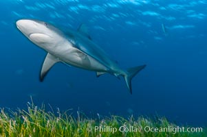 Bull shark, Carcharhinus leucas, Great Isaac Island