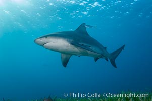 Bull shark, Carcharhinus leucas, Great Isaac Island