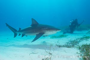 Bull shark, Carcharhinus leucas, Great Isaac Island