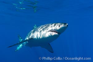 A great white shark swims through the clear waters of Isla Guadalupe, far offshore of the Pacific Coast of Baja California.  Guadalupe Island is host to a concentration of large great white sharks, which visit the island to feed on pinnipeds and tuna.