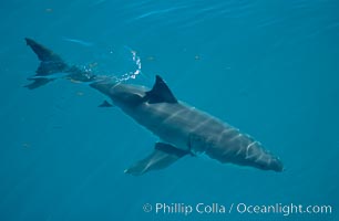 A great white shark swims just below the rippled ocean surface of Isla Guadalupe, far offshore of the Pacific Coast of Baja California.