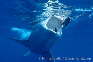 A great white shark swims through the clear waters of Isla Guadalupe, far offshore of the Pacific Coast of Baja California.  Guadalupe Island is host to a concentration of large great white sharks, which visit the island to feed on pinnipeds and tuna, Carcharodon carcharias, Guadalupe Island (Isla Guadalupe)