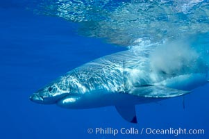 A great white shark swims through the clear waters of Isla Guadalupe, far offshore of the Pacific Coast of Baja California.  Guadalupe Island is host to a concentration of large great white sharks, which visit the island to feed on pinnipeds and tuna.