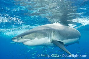 A great white shark underwater.  A large great white shark cruises the clear oceanic waters of Guadalupe Island (Isla Guadalupe).