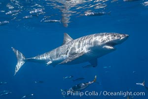 A great white shark swims through the clear waters of Isla Guadalupe, far offshore of the Pacific Coast of Mexico's Baja California. Guadalupe Island is host to a concentration of large great white sharks, which visit the island to feed on pinnipeds and use it as a staging area before journeying farther into the Pacific ocean, Carcharodon carcharias, Guadalupe Island (Isla Guadalupe)