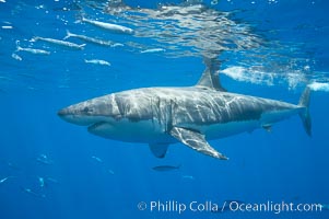 A great white shark is countershaded, with a dark gray dorsal color and light gray to white underside, making it more difficult for the shark's prey to see it as approaches from above or below in the water column.  The particular undulations of the countershading line along its side, where gray meets white, is unique to each shark and helps researchers to identify individual sharks in capture-recapture studies. Guadalupe Island is host to a relatively large population of great white sharks who, through a history of video and photographs showing their  countershading lines, are the subject of an ongoing study of shark behaviour, migration and population size, Carcharodon carcharias, Guadalupe Island (Isla Guadalupe)