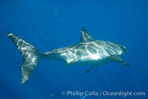 A great white shark swims away, showing its powerful caudal fin (tail), short anal fins on its underside, tall dorsal fin on top and sweeping winglike pectoral fins.