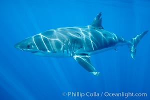 A great white shark swims through the clear waters of Isla Guadalupe, far offshore of the Pacific Coast of Mexico's Baja California. Guadalupe Island is host to a concentration of large great white sharks, which visit the island to feed on pinnipeds and use it as a staging area before journeying farther into the Pacific ocean, Carcharodon carcharias, Guadalupe Island (Isla Guadalupe)