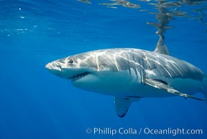 A great white shark is countershaded, with a dark gray dorsal color and light gray to white underside, making it more difficult for the shark's prey to see it as approaches from above or below in the water column.  The particular undulations of the countershading line along its side, where gray meets white, is unique to each shark and helps researchers to identify individual sharks in capture-recapture studies. Guadalupe Island is host to a relatively large population of great white sharks who, through a history of video and photographs showing their  countershading lines, are the subject of an ongoing study of shark behaviour, migration and population size, Carcharodon carcharias, Guadalupe Island (Isla Guadalupe)