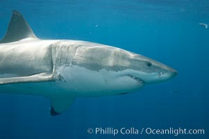 A great white shark is countershaded, with a dark gray dorsal color and light gray to white underside, making it more difficult for the shark's prey to see it as approaches from above or below in the water column.  The particular undulations of the countershading line along its side, where gray meets white, is unique to each shark and helps researchers to identify individual sharks in capture-recapture studies. Guadalupe Island is host to a relatively large population of great white sharks who, through a history of video and photographs showing their  countershading lines, are the subject of an ongoing study of shark behaviour, migration and population size, Carcharodon carcharias, Guadalupe Island (Isla Guadalupe)