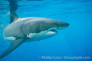 A great white shark swims toward the photographer.  Perhaps the shark is considering him as possible prey?  The photographer, a "shark diver" is safely situated in a sturdy metal cage.  The best  location in the world to "shark dive" to view great white sharks is Mexico's Guadalupe Island, Carcharodon carcharias, Guadalupe Island (Isla Guadalupe)