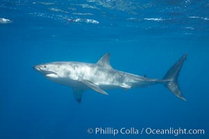 A great white shark swims through the clear waters of Isla Guadalupe, far offshore of the Pacific Coast of Mexico's Baja California. Guadalupe Island is host to a concentration of large great white sharks, which visit the island to feed on pinnipeds and use it as a staging area before journeying farther into the Pacific ocean, Carcharodon carcharias, Guadalupe Island (Isla Guadalupe)