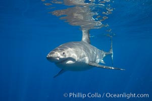 A great white shark swims through the clear waters of Isla Guadalupe, far offshore of the Pacific Coast of Mexico's Baja California. Guadalupe Island is host to a concentration of large great white sharks, which visit the island to feed on pinnipeds and use it as a staging area before journeying farther into the Pacific ocean, Carcharodon carcharias, Guadalupe Island (Isla Guadalupe)