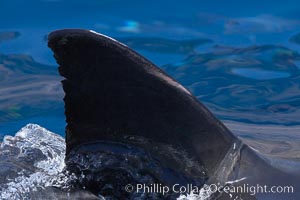 Dorsal fin of a great white shark breaks the surface as the shark swims just below.