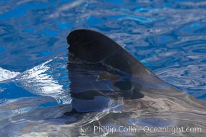 Dorsal fin of a great white shark breaks the surface as the shark swims just below, Carcharodon carcharias, Guadalupe Island (Isla Guadalupe)