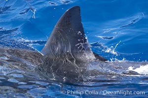 Dorsal fin of a great white shark breaks the surface as the shark swims just below, Carcharodon carcharias, Guadalupe Island (Isla Guadalupe)