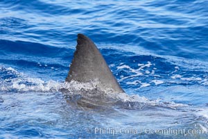 Dorsal fin of a great white shark breaks the surface as the shark swims just below, Carcharodon carcharias, Guadalupe Island (Isla Guadalupe)