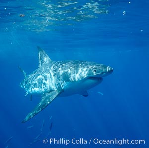 Great white shark, Carcharodon carcharias, Guadalupe Island (Isla Guadalupe)