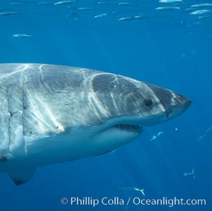 Great white shark, Carcharodon carcharias, Guadalupe Island (Isla Guadalupe)