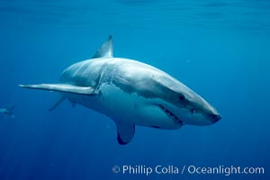 Great white shark. Guadalupe Island (Isla Guadalupe), Baja California, Mexico, Carcharodon carcharias, natural history stock photograph, photo id 20944
