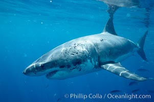 Great white shark. Guadalupe Island (Isla Guadalupe), Baja California, Mexico, Carcharodon carcharias, natural history stock photograph, photo id 20945
