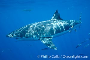 Great white shark. Guadalupe Island (Isla Guadalupe), Baja California, Mexico, Carcharodon carcharias, natural history stock photograph, photo id 20946