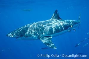 Great white shark, Carcharodon carcharias, Guadalupe Island (Isla Guadalupe)