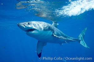 Great white shark, Carcharodon carcharias, Guadalupe Island (Isla Guadalupe)