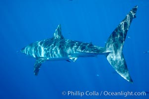 Great white shark. Guadalupe Island (Isla Guadalupe), Baja California, Mexico, Carcharodon carcharias, natural history stock photograph, photo id 20948