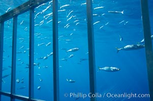 Great white shark, Carcharodon carcharias, Guadalupe Island (Isla Guadalupe)