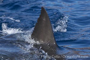 Great white shark, dorsal fin extended out of the water as it swims near the surface. Guadalupe Island (Isla Guadalupe), Baja California, Mexico, Carcharodon carcharias, natural history stock photograph, photo id 21354