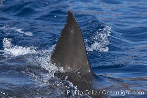 Great white shark, dorsal fin extended out of the water as it swims near the surface, Carcharodon carcharias, Guadalupe Island (Isla Guadalupe)