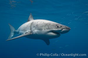 Great white shark, underwater.