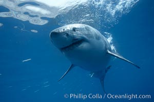 Great white shark, underwater. Guadalupe Island (Isla Guadalupe), Baja California, Mexico, Carcharodon carcharias, natural history stock photograph, photo id 21389