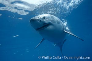 Great white shark, underwater, Carcharodon carcharias, Guadalupe Island (Isla Guadalupe)