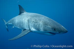 Great white shark, underwater, Carcharodon carcharias, Guadalupe Island (Isla Guadalupe)