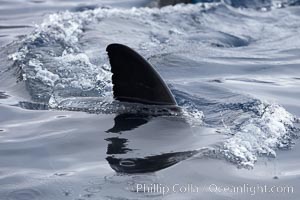 Great white shark, dorsal fin extended out of the water as it swims near the surface, Carcharodon carcharias, Guadalupe Island (Isla Guadalupe)