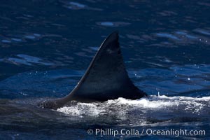 Great white shark, dorsal fin extended out of the water as it swims near the surface. Guadalupe Island (Isla Guadalupe), Baja California, Mexico, Carcharodon carcharias, natural history stock photograph, photo id 21409