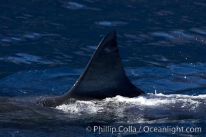 Great white shark, dorsal fin extended out of the water as it swims near the surface, Carcharodon carcharias, Guadalupe Island (Isla Guadalupe)