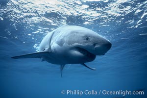 Great white shark, underwater. Guadalupe Island (Isla Guadalupe), Baja California, Mexico, Carcharodon carcharias, natural history stock photograph, photo id 21410