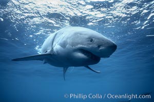 Great white shark, underwater, Carcharodon carcharias, Guadalupe Island (Isla Guadalupe)