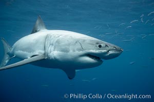 Great white shark, underwater, Carcharodon carcharias, Guadalupe Island (Isla Guadalupe)