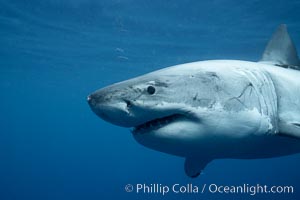 Great white shark, underwater, Carcharodon carcharias, Guadalupe Island (Isla Guadalupe)