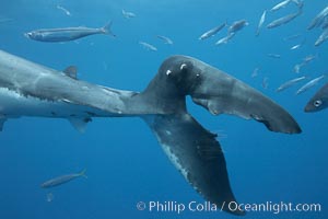 Injured caudal fin on an 11' great white shark, likely female, underwater, Carcharodon carcharias, Guadalupe Island (Isla Guadalupe)