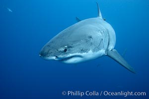 Great white shark, underwater, Carcharodon carcharias, Guadalupe Island (Isla Guadalupe)