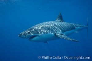 Great white shark, underwater. Guadalupe Island (Isla Guadalupe), Baja California, Mexico, Carcharodon carcharias, natural history stock photograph, photo id 21422