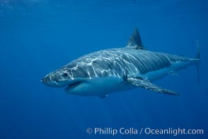 Great white shark, underwater, Carcharodon carcharias, Guadalupe Island (Isla Guadalupe)