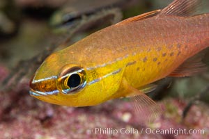 Cardinalfish, Fiji