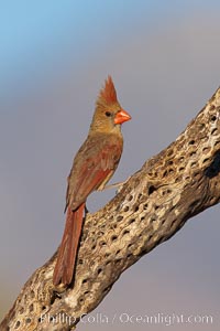 Northern cardinal, female.