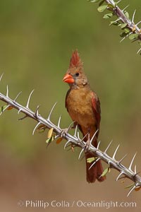 Northern cardinal, female, Cardinalis cardinalis, Amado, Arizona